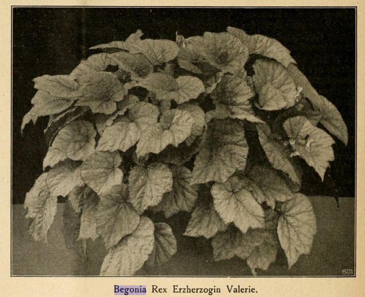 B. ‘Erzherzogin Valerie’